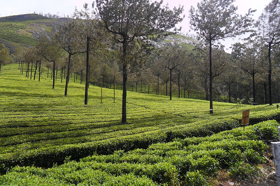 Tea estate near Munnar